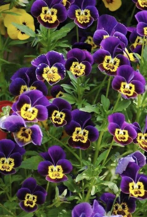 angry looking flowers